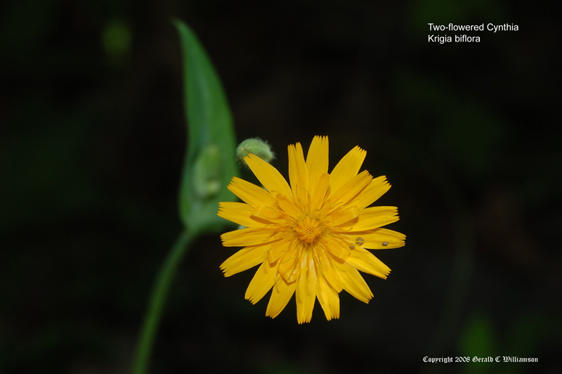 Two-flower Cynthia, Twoflower Dwarfdandelion - Krigia biflora