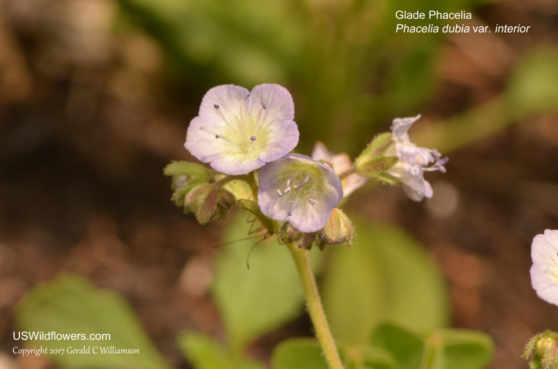 Glade Phacelia, Smallflower Phacelia, Appalachian Phacelia, Central Basin Phacelia, Small-flowered Scorpionweed - Phacelia dubia