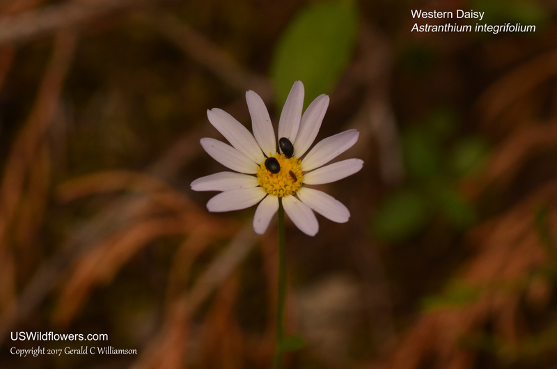 Western Daisy, Entireleaf Western Daisy, Eastern Western Daisy - Astranthium integrifolium