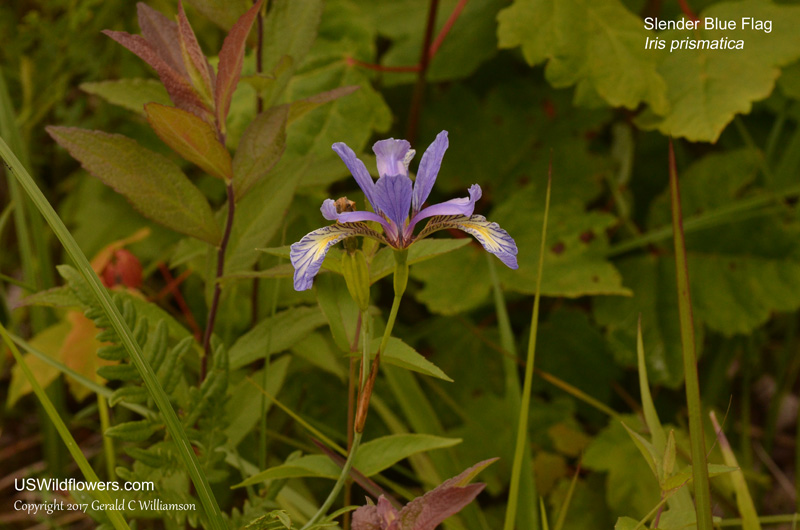 Slender Blue Flag, Slender Blue Iris, Coastal Iris - Iris prismatica 