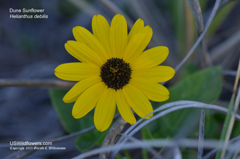 Dune Sunflower, Beach Sunflower, Cucumberleaf Sunflower, East Coast Dune Sunflower - Helianthus debilis