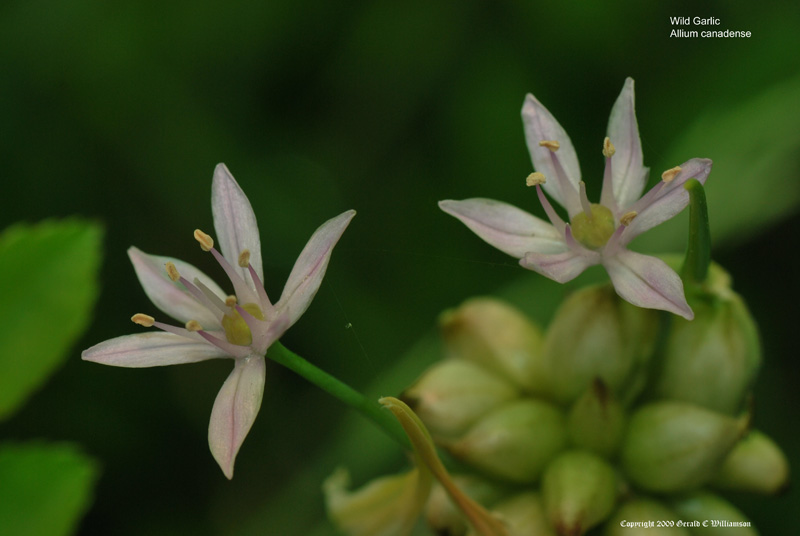 Wild Garlic - Allium canadense