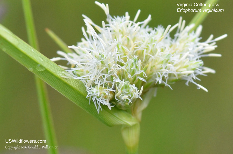Virginia Cottongrass - Eriophorum virginicum